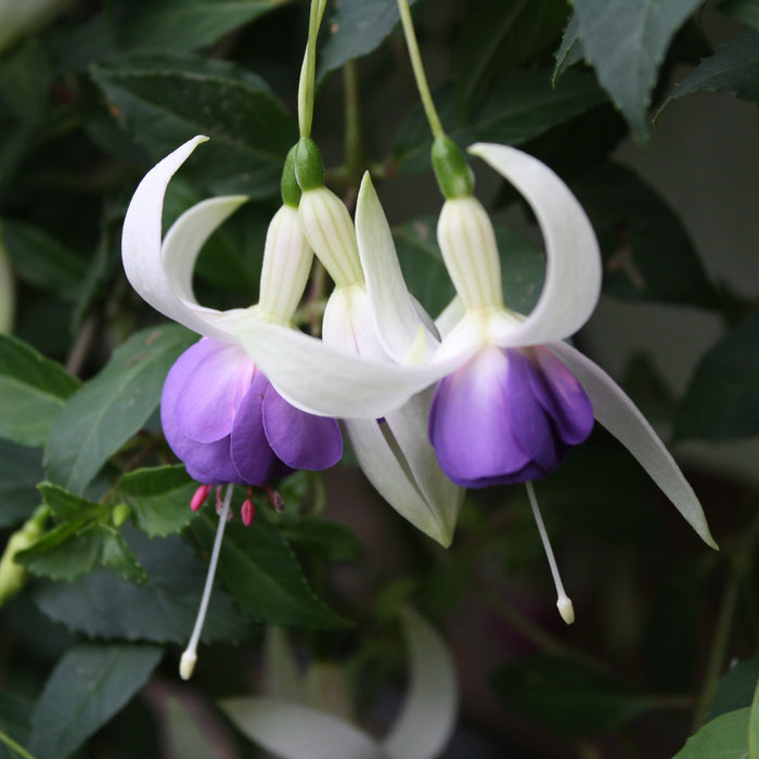 Buy Fuchsia 'Delta's Sarah' online UK