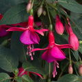Buy Fuchsia 'Display' online UK