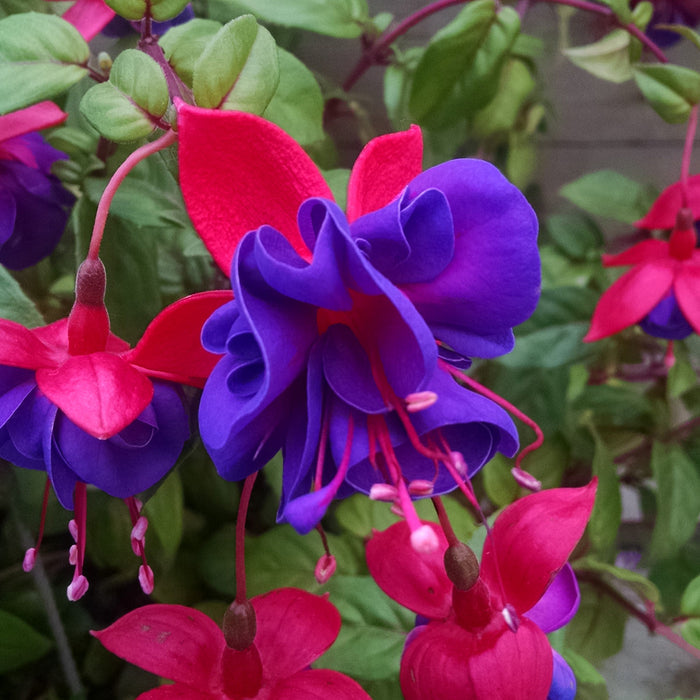 Buy Fuchsia 'Dollar Princess' online UK