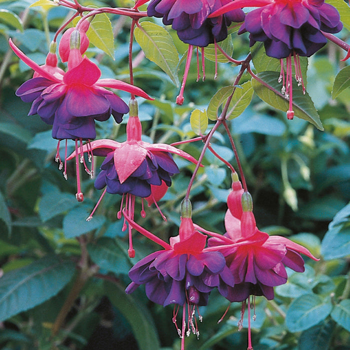 Buy Fuchsia 'Dollar Princess' online UK