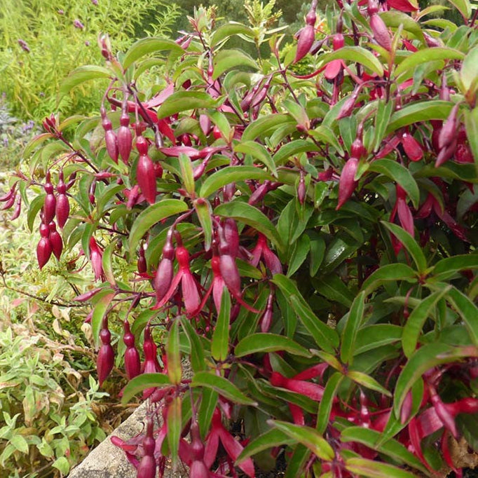 Buy Fuchsia 'Dying Embers' online UK