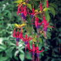 Buy Fuchsia 'Genii' online UK