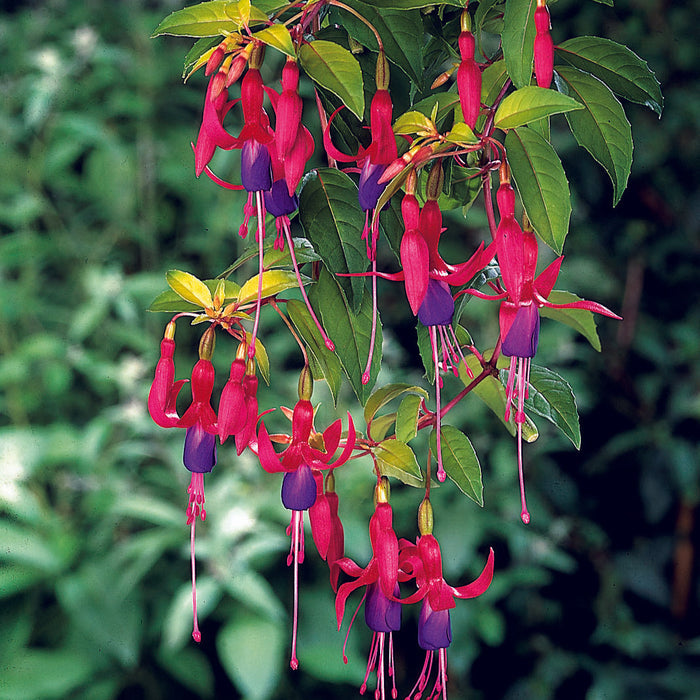 Buy Fuchsia 'Genii' online UK