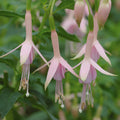 Buy Fuchsia 'Hawkshead' online UK