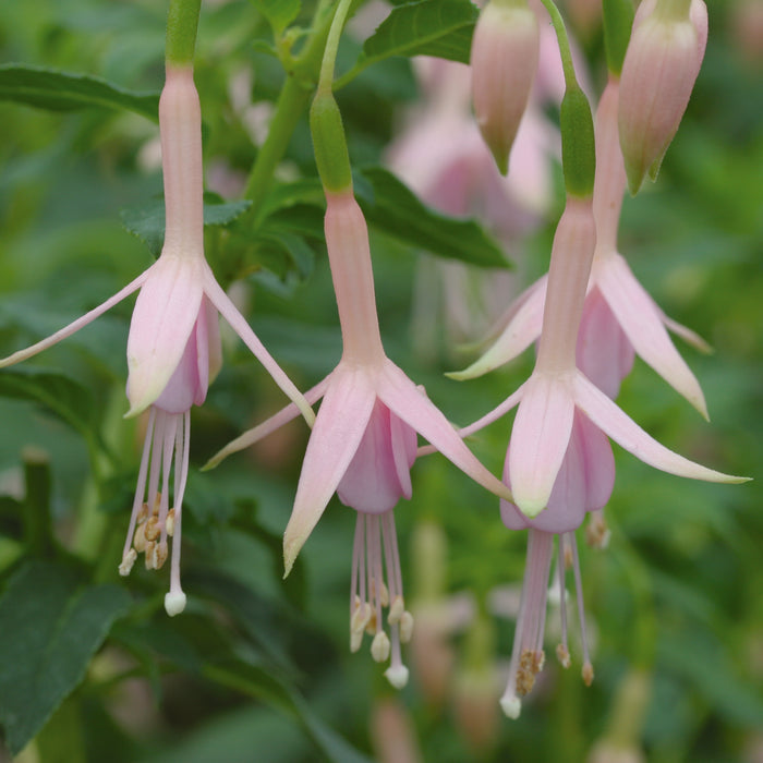 Buy Fuchsia 'Hawkshead' online UK