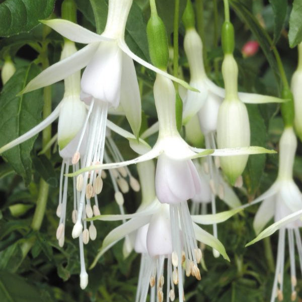 Buy Fuchsia 'Hawkshead' online UK