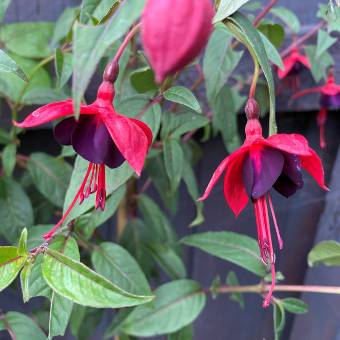 Buy Fuchsia 'Lady Boothby' online UK