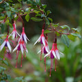 Buy Fuchsia magellanica 'Arauco' online UK