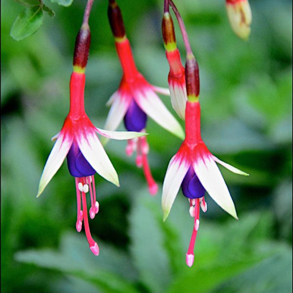 Buy Fuchsia magellanica 'Arauco' online UK
