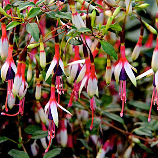 Buy Fuchsia magellanica 'Arauco' online UK