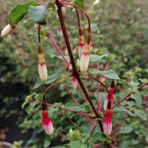 Buy Fuchsia magellanica 'Arauco' online UK