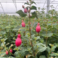 Buy Fuchsia 'Pink Fizz' online UK
