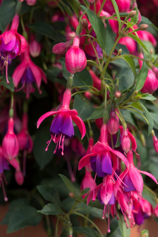 Buy Fuchsia 'Tom Thumb' online UK