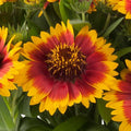 Buy Gaillardia × grandiflora 'Guapa Flamenco Bicolour' online UK
