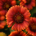 Buy Gaillardia × grandiflora 'Guapa Red' online UK