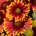 Buy Gaillardia 'Guapa Tango Bicolour' online UK
