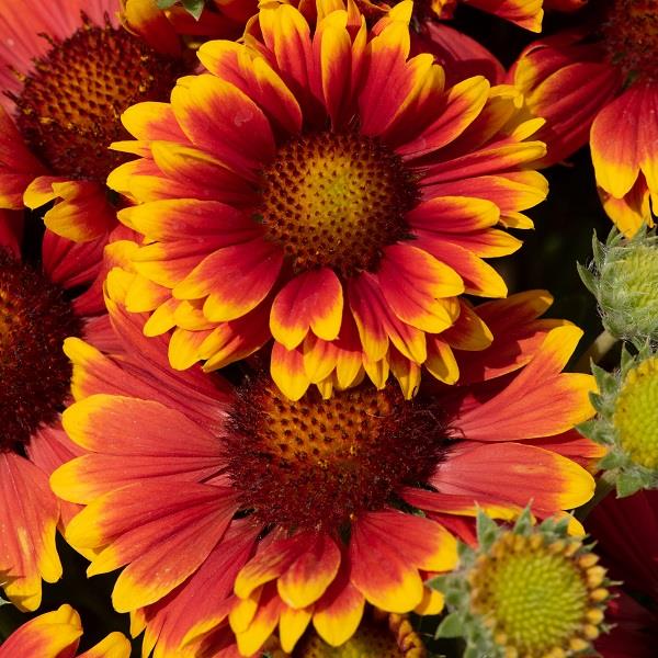 Buy Gaillardia 'Guapa Tango Bicolour' online UK