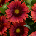 Gaillardia 'Mesa Red' in bloom