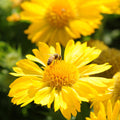 Gaillardia x grandiflora 'Mesa Yellow' with a bee collecting pollen from a flower