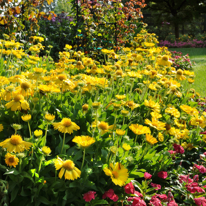 Gaillardia x grandiflora 'Mesa Yellow' in bloom in the garden