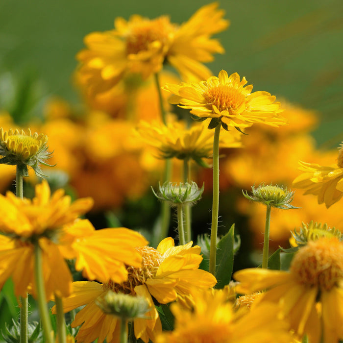 closup of the Gaillardia x grandiflora 'Mesa Yellow' in bloom