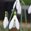Buy Galanthus atkinsii Bulbs online UK