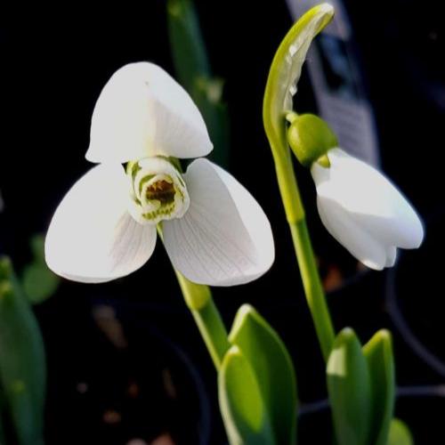Buy Galanthus 'Beluga' Bulbs online UK