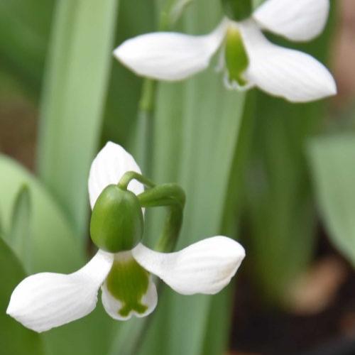 Buy Galanthus 'Beluga' Bulbs online UK