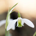 Galanthus 'Curly'