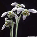 Buy Galanthus 'Dionysus' Bulbs online UK