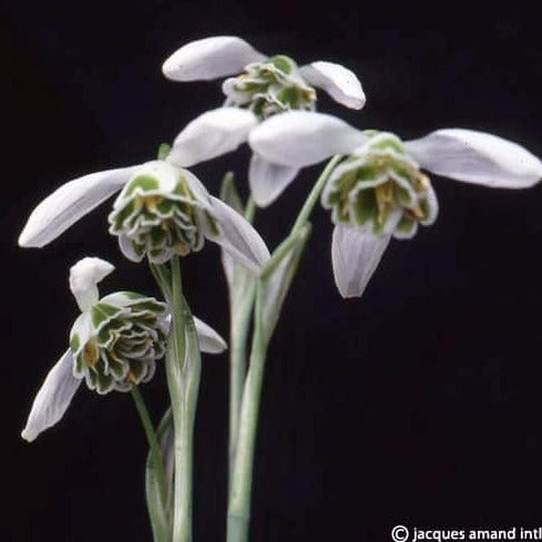 Buy Galanthus 'Dionysus' Bulbs online UK