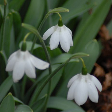 Buy Galanthus elwesii 'Godfrey Owen' Bulbs online UK