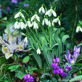 Buy Galanthus elwesii (Greater Snowdrop) Bulbs online UK