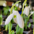 Buy Galanthus elwesii 'Mt Everest' Bulbs online UK