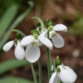Buy Galanthus elwesii 'Polar Bear' Bulbs online UK