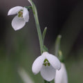 Buy Galanthus elwesii 'Sir Edward Elgar' Bulbs online UK