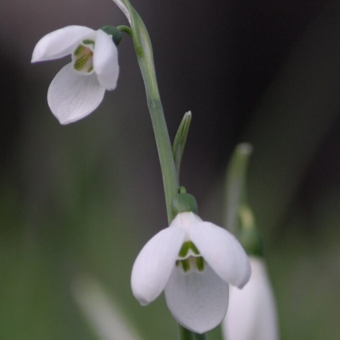 Buy Galanthus elwesii 'Sir Edward Elgar' Bulbs online UK