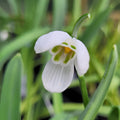 Buy Galanthus elwesii var monostictus 'A. Vivaldi' Bulbs online UK
