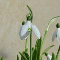 Buy Galanthus elwesii var monostictus 'Benjamin Britten' Bulbs online UK