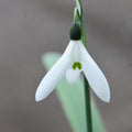 Buy Galanthus elwesii var monostictus 'G.F.Handel' Bulbs online UK