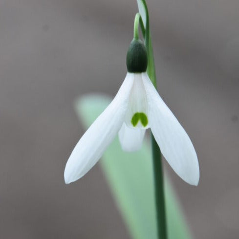 Buy Galanthus elwesii var monostictus 'G.F.Handel' Bulbs online UK