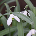 Buy Galanthus elwesii var monostictus 'H. Purcell' Bulbs online UK