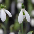 Buy Galanthus elwesii var monostictus 'J.S. Bach' Bulbs online UK