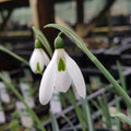 Buy Galanthus elwesii var monostictus 'Ludwig van Beethoven' Bulbs online UK