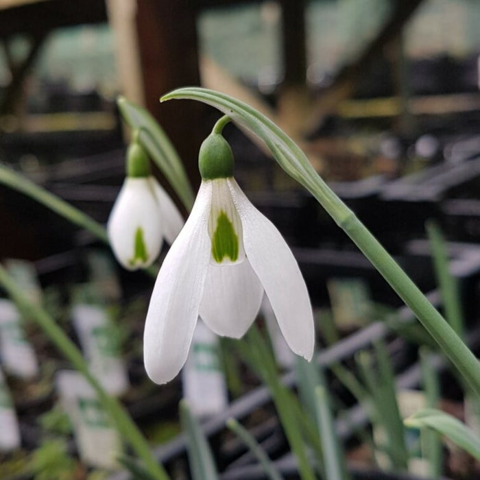 Buy Galanthus elwesii var monostictus 'Ludwig van Beethoven' Bulbs online UK