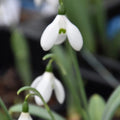 Buy Galanthus elwesii var monostictus 'W.A Mozart' Bulbs online UK
