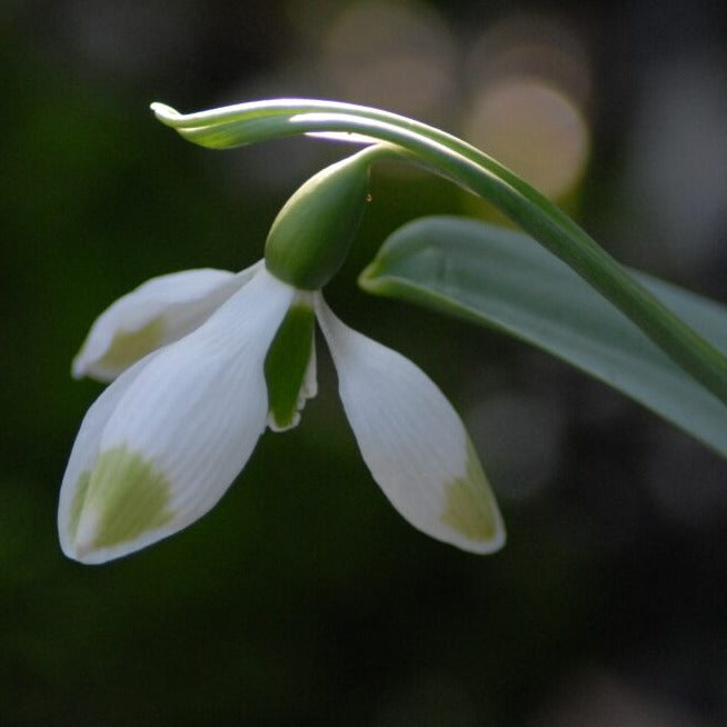 Buy Galanthus 'Green Brush' Bulbs online UK