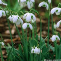 Buy Galanthus 'Hippolyta' Bulbs online UK