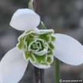 Buy Galanthus 'Jacquenetta' Bulbs online UK