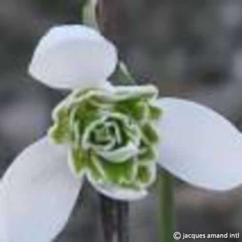 Buy Galanthus 'Jacquenetta' Bulbs online UK